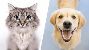Dog Classifier thumbnail